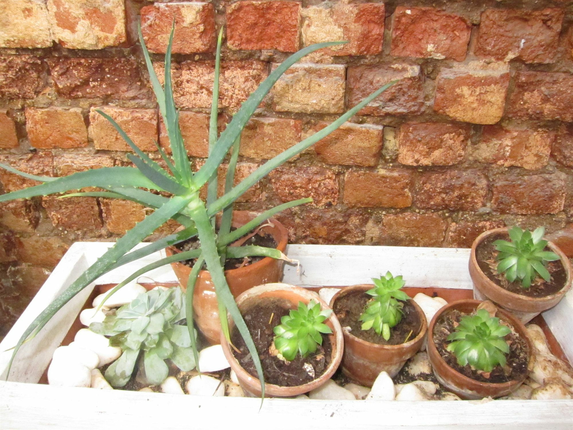 Avatara Bed & Breakfast Cape Town Bagian luar foto